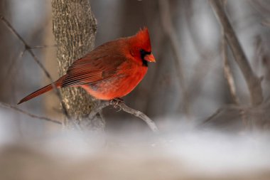 Bir erkek kızıl kuzey kardinali, Cardinalis Cardinalis 'in dalına tünemiş.