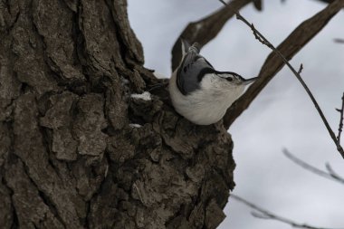 Ağaçta tünemiş beyaz göğüslü bir tımarhane. Sitta carolinensis