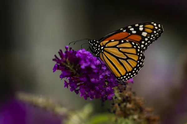 Una Farfalla Monarca Danaus Plexippus — Foto Stock