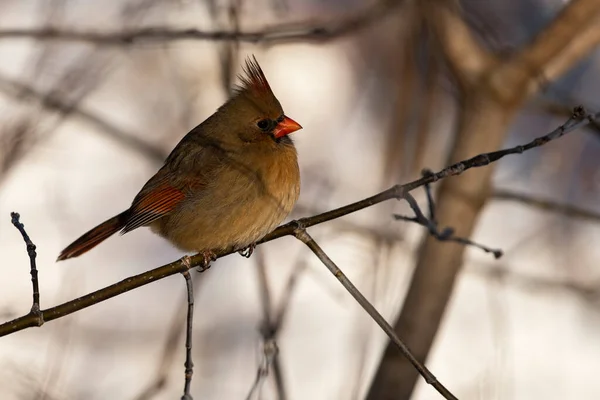 Female Northern Cardinal Perched Branch Cardinalis Cardinalis — Stock Photo, Image