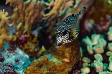 Bonaire, Hollanda 'da kayalıklarda gezinen yumuşak bir sandık balığı. Rhinesomus triqueter. 