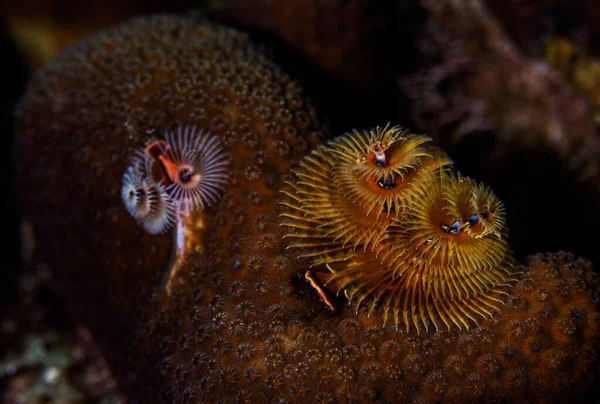 荷兰博内尔市巴迪珊瑚礁石珊瑚上的圣诞树蠕虫 科学上的名字是斯皮罗拉古龙 — 图库照片
