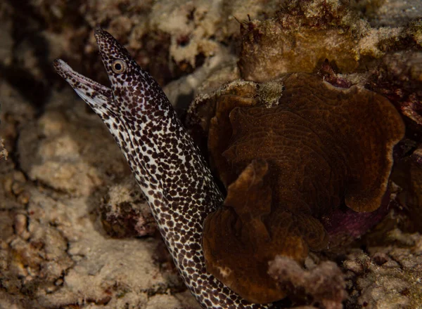 Spotted Moray Eel Hanging Out Reef Bonaire Netherlands — 图库照片