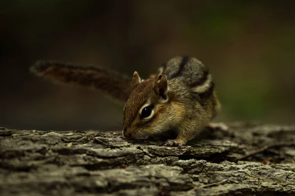 Eastern Chipmunk Searches Area Food — Stock Fotó