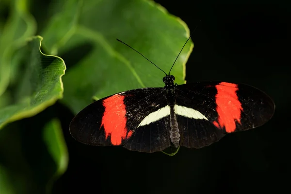 Μια Μικρή Πεταλούδα Ταχυδρόμος Σκαρφαλωμένη Ένα Φύλλο — Φωτογραφία Αρχείου