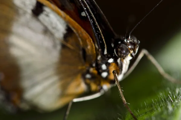 Foto Una Grande Farfalla Femmina Della Famiglia Nymphalidae Trovato Nel — Foto Stock