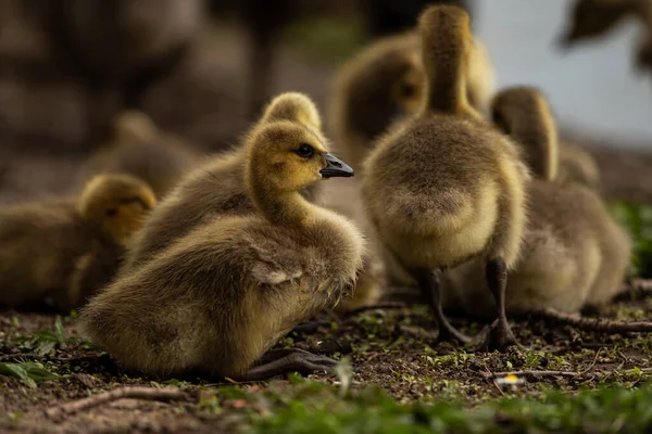 stock image A group of goslings in the wild. 