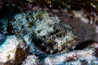 Bonaire, Hollanda 'da kayaların altında bir akrep balığı. Sebastapistes mauritiana.