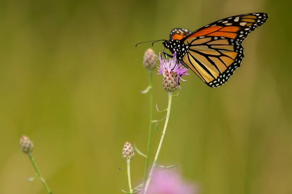Una Farfalla Monarca Femmina Che Raccoglie Fiore Selvatico Viola Danaus — Foto Stock