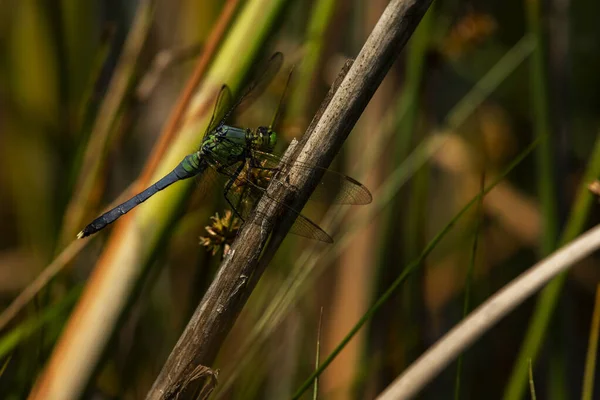 Male Eastern Pondhawk Dragonfly Erythemis Simplicicollis — Stock Photo, Image