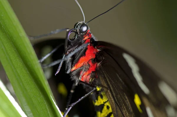 Αυτή Είναι Μια Φωτογραφία Μιας Πεταλούδας Χελιδόνι Πιστεύεται Ότι Είναι — Φωτογραφία Αρχείου