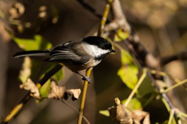 Vahşi doğada bir dala siyah bir tavuk tünemiş. Poecile atricapillus