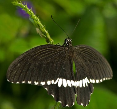 Papilionidae familyasından erkek bir Mormon kelebeğinin Macro fotoğrafı..