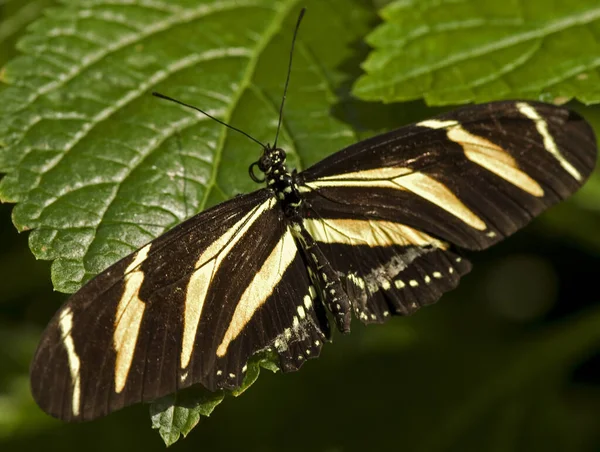 Macro Photo Papillon Ailes Longues Zèbre Heliconius Charitonius — Photo
