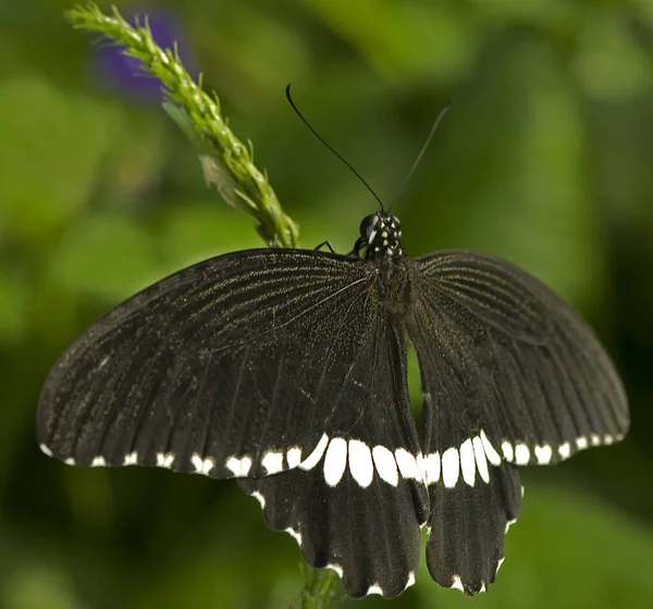 Φωτογραφία Ενός Αρσενικού Πεταλούδας Του Είδους Papilio Polytes Της Οικογένειας — Φωτογραφία Αρχείου