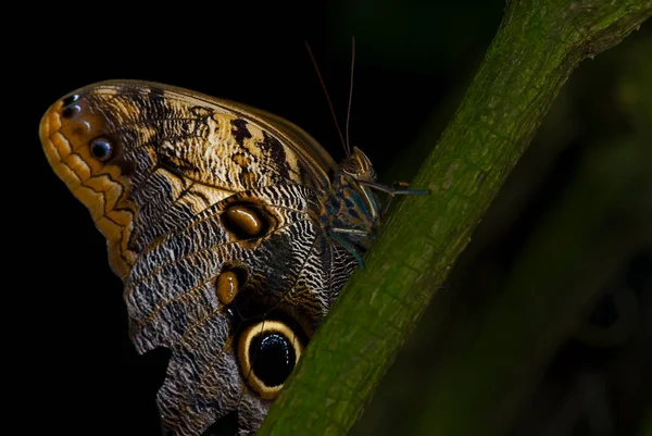 stock image Photo of a blue morpho butterfly, Morpho peleides.