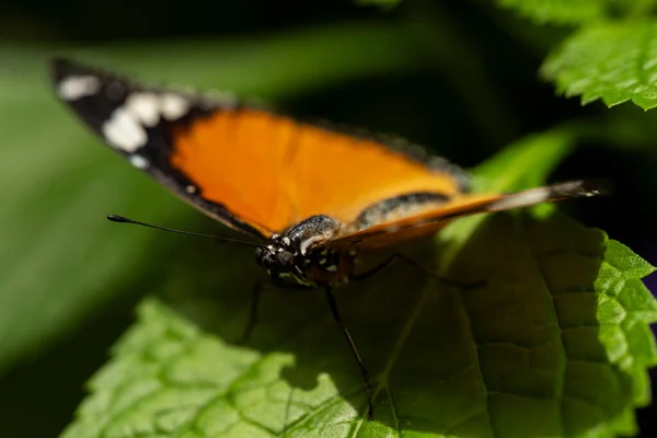 Papillon Tigre Ordinaire Aux Ailes Déployées — Photo