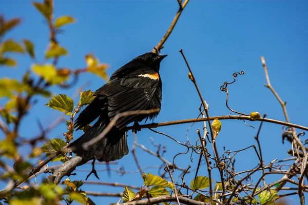 Rozmnażający Się Samiec Czerwono Skrzydlatego Blackbirda Siedzi Drzewach Agelaius Phoeniceus — Zdjęcie stockowe