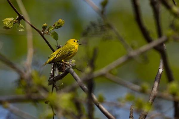 Yellow Warbler Sings Trees Setophaga Petechia — Stock Photo, Image