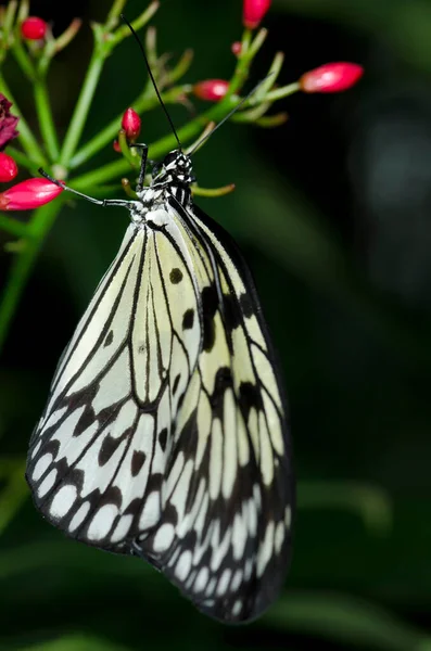 Rice Paper Butterfly Large Tree Nymph Paper Kite Nymphalidae Family — Stock Photo, Image