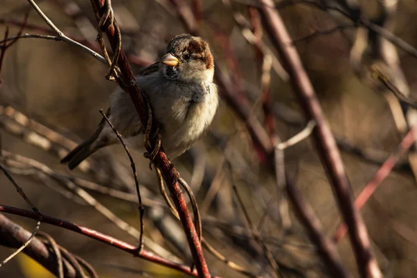 Male House Sparrow Perches Branch Wild Passer Domesticus — Stock Photo, Image