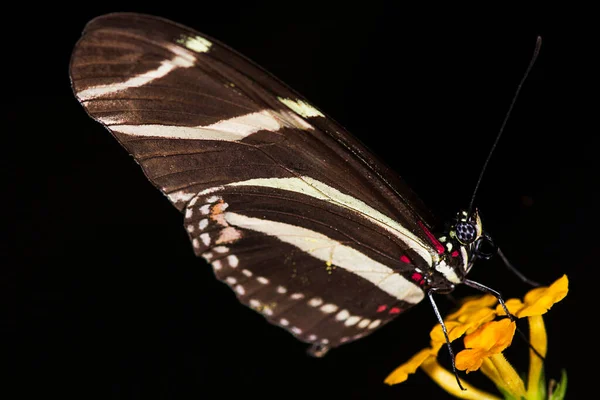 Foto Una Mariposa Zebra Longwing Heliconius Charitonius Familia Nymphalidae — Foto de Stock