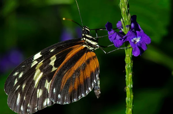 Nymphalidae familyasından Tiger Longwing Butterfly 'ın fotoğrafı. Meksika ve Peru Amazon 'unda bulundu.. 