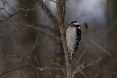 Bir dalın üzerine tünemiş bir ağaçkakan. Picoides ergenliği