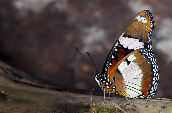 Nymphalidae familyasından bir sade kaplan kelebeği, Malezya, Afrika ve Avustralya boyunca bulunur.. 