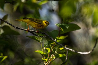 Bir Amerikan sarı bülbülü ağaçtaki bir dala tünemiş.. 