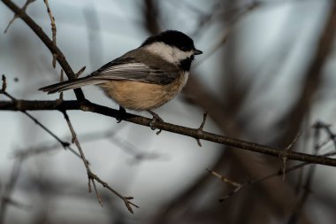 Bir dalın üzerine tünemiş siyah başlıklı bir piliç.