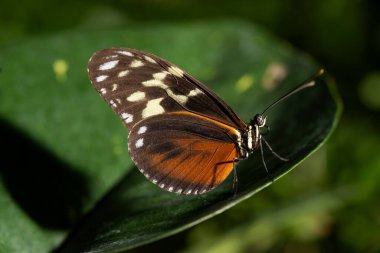 Bitkinin üzerinde dinlenen bir Tiger Longwing Kelebeği. Heliconius hekale