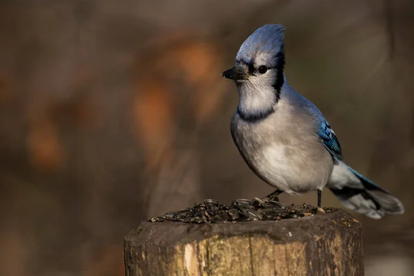 A Blue Jay about to feed on black sunflower seeds. Cyanocitta cristata