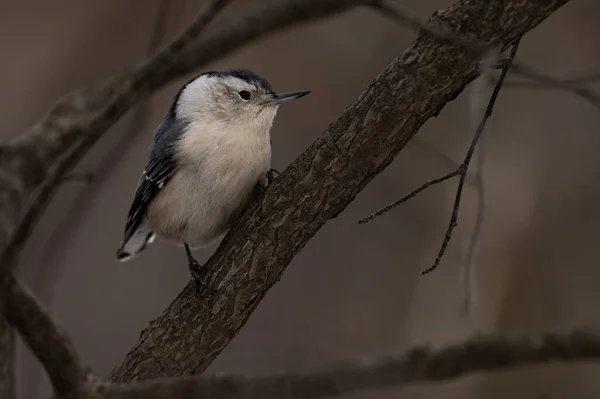 Dala konmuş beyaz göğüslü bir tımarhane. Sitta carolinensis