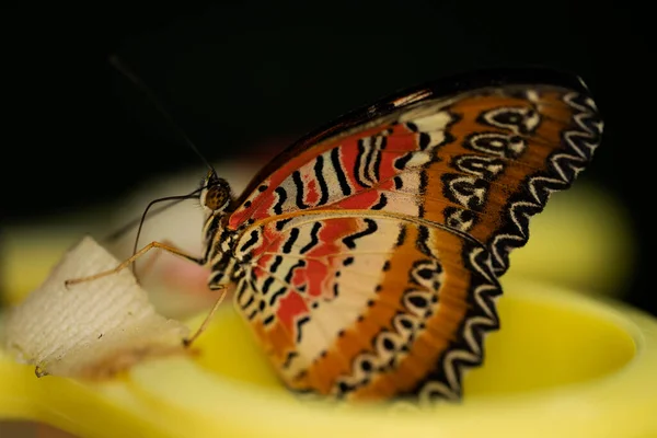 Kırmızı Lacewing Kelebeği ziyafeti. Cethosia biblis