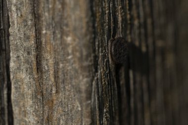 Selective focus on old rusty nail in weathered wood. 