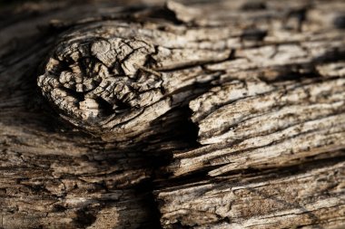 Ahşap dokusu yıpranmış yakın çekim. 