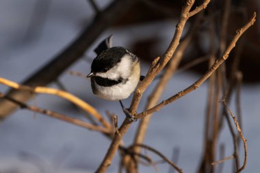 Siyah başlıklı bir piliç bir dala tünemişti. Poecile atricapillus