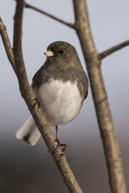 Kara gözlü bir Junco bir dala tünemişti. Junco hyemalis.