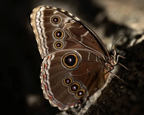 Mavi Morpho Kelebeği bir kayanın üzerine tünemişti. Morpho Peleides, nemfalidae ailesi..