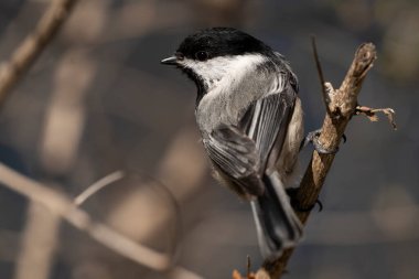 Siyah başlıklı bir piliç bir dala tünemişti. Poecile atricapillus