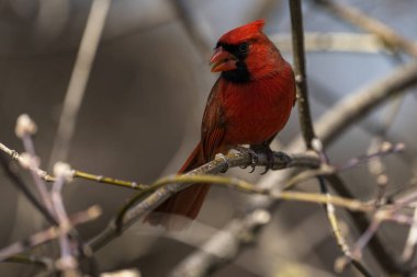 Erkek bir Kuzey Kardinali vahşi doğada bir dala tünemiş. Cardinalis cardinalis