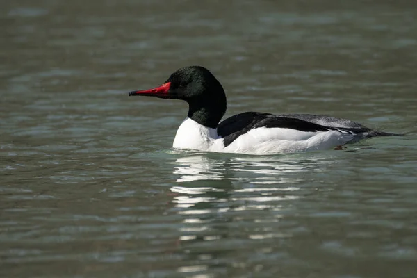 stock image A common merganser floating peacefully on a pond. 