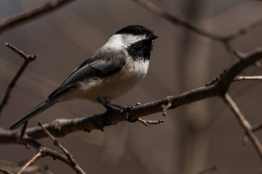 Siyah başlıklı bir piliç bir dala tünemişti. Poecile atricapillus