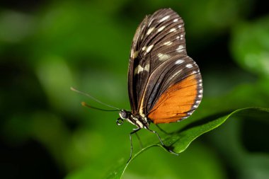 Kaplan Uzunkanat Kelebeği bir yaprağa tünedi. Heliconius hekale