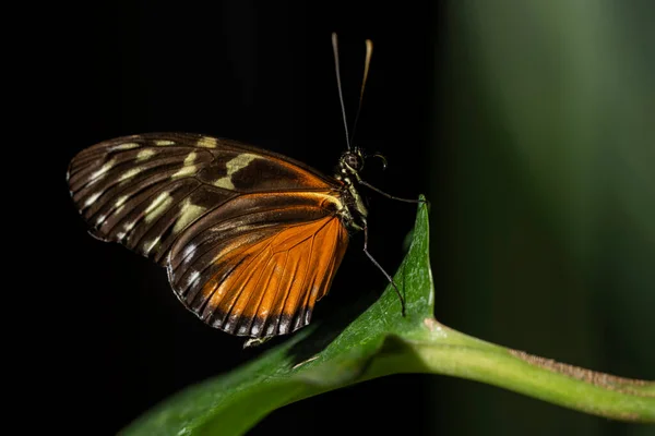 Tiger Longwing Butterfly Uma Folha Heliconius Hecale — Fotografia de Stock