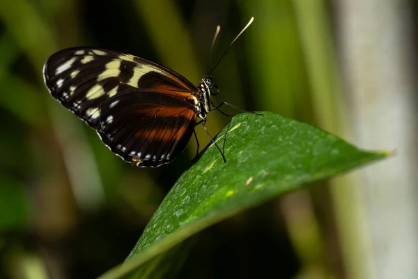 Tiger Longwing Butterfly Empoleirado Uma Folha Heliconius Hecale — Fotografia de Stock