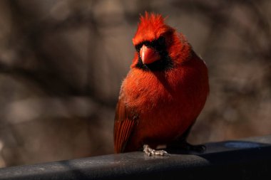 A male northern cardinal foraging for food. Cardinalis cardinalis