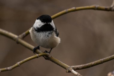 Siyah başlıklı bir piliç bir dala tünemişti. Poecile atricapillus