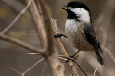 A Black-capped chickadee perched on a branch., singing a song. Poecile atricapillus clipart